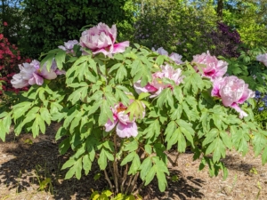 And, unlike the more common herbaceous peonies, which flop over if not staked, tree peonies bloom on graceful woody stems.