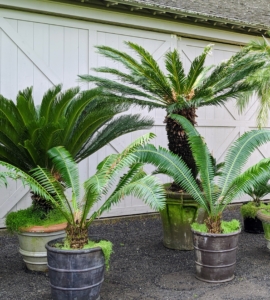 I have many, many cycads. The sago palm, Cycas revoluta, is a popular houseplant known for its feathery foliage and ease of care. Native to the southern islands of Japan, the sago palm goes by several common names, including Japanese palm, funeral palm, king sago or just plain sago palm.