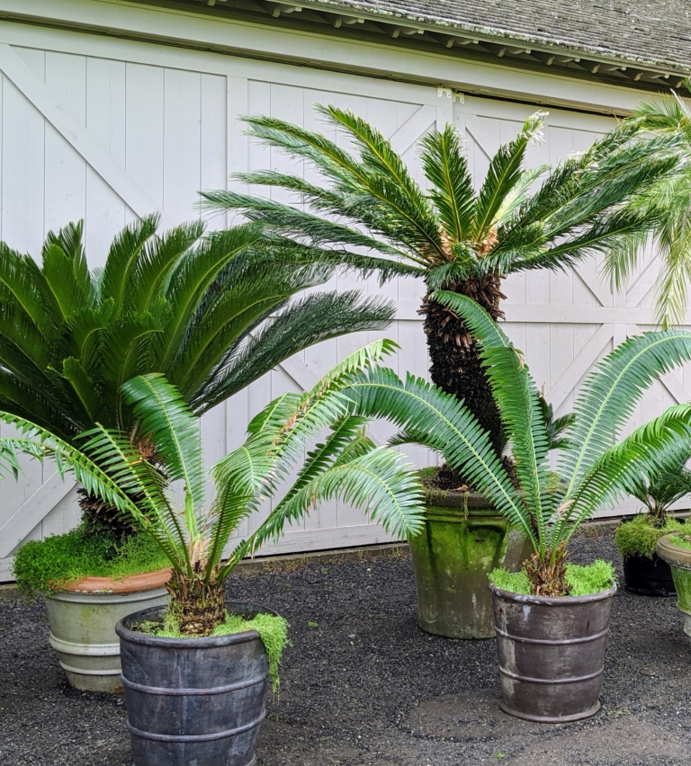 Potting and Displaying Sago Palms Around the Farm The Martha Stewart Blog