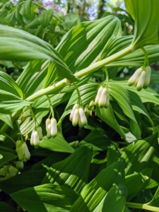 Solomon’s Seal is a hardy perennial native to the eastern United States and southern Canada. These plants produce dangling white flowers, which turn to dark blue berries later in the summer.