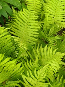 And there are lots of beautiful bright green colored ferns.