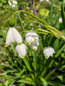 Leucojum vernum, or the spring snowflake, is a perennial plant that produces green, linear leaves and white, bell-shaped flowers with a green edge and green dots. The plant grows between six to 10 inches in height and blooms in early spring. Leucojum is a genus of only two species in the family Amaryllidaceae – both native to Eurasia. These bulbous perennials have grass-like foliage and are quite fragrant.