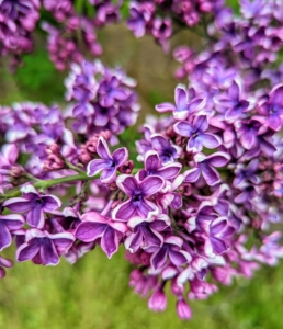 ‘Sensation’, first known in 1938, is unique for its bicolor deep-purple petals edged in white on eight to 12-foot-tall shrubs.