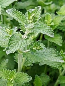 Catnip has jagged, heart-shaped leaves and thick stems that are both covered in fuzzy hairs. The botanical name for catnip is Nepeta cataria. The name Nepeta is believed to have come from the town of Nepete in Italy, and Cataria is thought to have come from the Latin word for cat.
