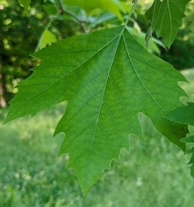 The leaves of the London planetree are simple and alternate. They grow six to seven inches wide and are leathery leaves that have three to five lobes each, similar to the maple. The leaf color is bright green and the margins are predominantly un-toothed.