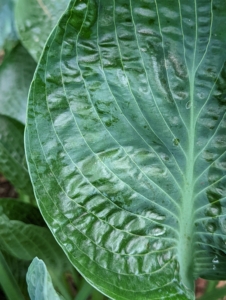 Hosta leaf textures can be smooth, veined or puckered. Their surfaces may be matt, shiny or waxy but are usually satiny.
