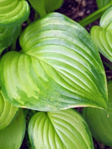 And this hosta has light green leaves with darker green margins.