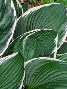 This variety is called ‘Francee’ with dark green, heart-shaped leaves and narrow, white margins. A vigorous grower, this hosta blooms in mid to late summer.