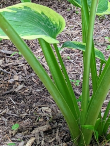 Hosta leaves rise up from a central rhizomatous crown to form a rounded to spreading mound. Most varieties tend to have a spread and height of between one and three feet.