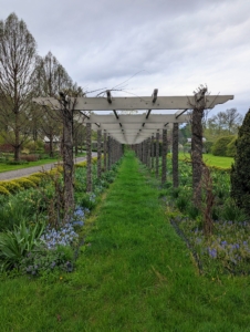 What a difference a few weeks make in a spring garden. This is the pergola garden in late April. The new growth is just beginning – everything around the farm is showing signs of life once again.
