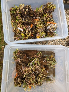 These are bare-root strawberry plants that have been placed in water until ready to plant.