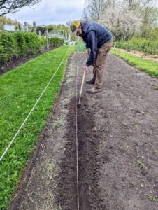 Using a heart shaped hoe, Brian starts by digging shallow trenches. Heart shaped hand hoes are great to use for getting under the soil to make these furrows or to weed.