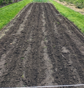 Many varieties of strawberries send out numerous runners throughout the season and fill in the space between plants, so it’s important to give them ample room – these trenches are a foot apart.