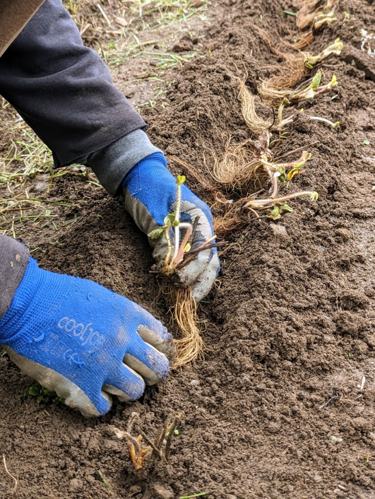 Planting a Strawberry Patch - The Martha Stewart Blog