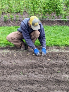 Planting strawberries at the right depth is important – if the crown is buried, the plant could easily rot. Be sure to plant dormant strawberry transplants in spring as soon as the soil is warm enough to garden.