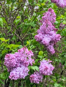 Here, one can see how prolific my lilacs are – so many sweet-smelling flowers grow along both sides of the allée – the fragrance is intoxicating.
