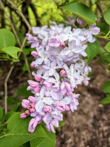 Lilacs come in seven colors: pink, violet, blue, lilac, red, purple, and white. The purple lilacs have the strongest scent compared to other colors.