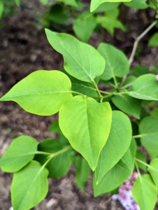 The bold lilac colors look pretty against the vibrant green foliage. Lilac leaves are simple, opposite, ovate, about two to four inches long, and usually shaped like elongated hearts.
