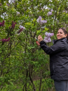 Here's Enma picking some of the first lilacs of the season. I asked Enma and Elvira to pick enough for a few arrangements - they will all fill my home with sweet fragrance. Lilacs grow best in full sun and moist, well-drained, humus-rich soil. It must drain well as lilacs cannot tolerate “wet feet” or wet roots. Soil that is average to poor with a neutral-to-alkaline pH is preferred. Established plants will tolerate dry soil, but newly planted shrubs need to be kept moist for the first year until their roots are set.