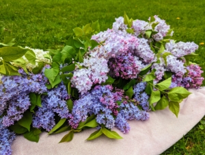 Once the flowers were picked, Enma and Elvira placd them gently on this towel. Most lilacs thrive in hardiness zones 3 through 7, in cooler climates with chilling periods. Lilacs are typically clump forming, producing new shoots from the base of the trunk, which can be used for propagating.