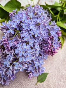 By planting an assortment, bloom time will be staggered and can last for up to two-months. I am looking forward to picking lilacs for several more weeks.