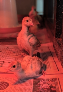 And here are two of our babies, now a couple weeks old. The reddish tint is from the heat lamp.