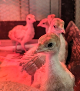 In all, we have six. Raising baby turkeys is a lot like raising chickens. Both birds need good quality feed, fresh water, safe living spaces, clean bedding, adequate roosting areas, and nesting boxes.