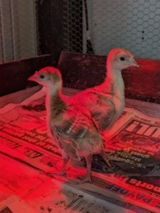 At this stage, these baby turkeys are called chicks, or poults. When a chick grows up, it will be called a tom or gobbler if it is male, and a hen if it is female. Adolescent males are also called jakes.
