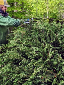And here's Brian grooming my Fernspray Hinoki cypress bushes. We planted a group of these conifers last autumn along the carriage road just past my allée of lindens near the entrance to my Japanese Maple Woodland. Everyone loves them here, and they're doing so nicely.