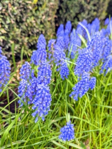 They also come in light blue, pink, white, and two-toned. Muscari grows to about six to eight inches tall – and deer don’t seem to like them.