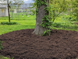 The tree pits are also given a fresh layer of mulch made right here at the farm – look how dark and rich it is. This mulch is also combined with tree mold and manure.