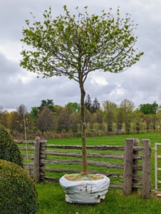 The London planetree is a large shade tree with a broad crown that can be grown with a parasol top like this or with a more rectangular and upright panel like those I planted within the maze last fall.