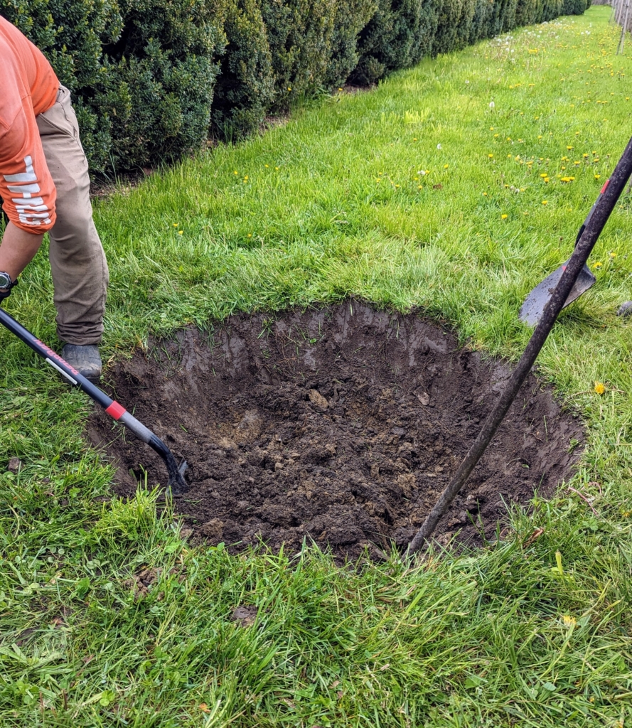 Planting Two Platanus acerifolia 'Bloodgood' Parasol Trees - The Martha ...