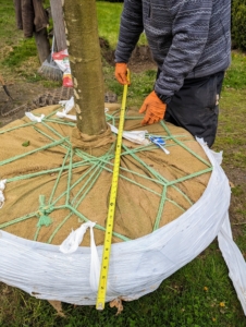 Chhiring measures the root ball to ensure the hole is big enough.