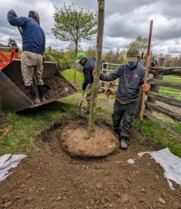 The crew rotates the tree on its root ball to make sure it is completely straight and turned with its best side facing out. When moving heavy trees, only hold it by the root ball and the base of the trunk – never by its branches, which could easily break.