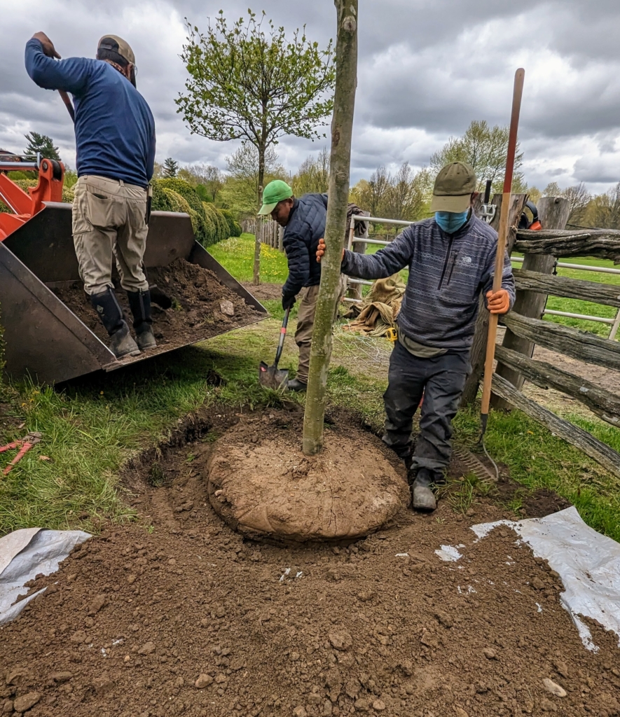 Planting Two Platanus acerifolia 'Bloodgood' Parasol Trees - The Martha ...