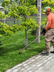 Phurba is weed whacking under the Asian pear espalier - cutting those pesky tall grasses that cannot be reached with the lawn mower. Details are so important when preparing for any party.