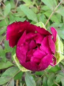 And here's another tree peony in deeper pink, almost red - about to unfurl.