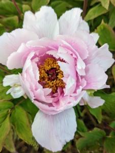 And look, one of the first tree peonies of the season. Like a rose bush, tree peonies drop their leaves and their woody stems stand through the winter.