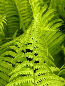 In my shade garden outside the Tenant House, I have lots of beautiful ferns. Every day more and more unfurl. A fern is a member of a group of roughly 12-thousand species of vascular plants that reproduce via spores. These are ostrich ferns.
