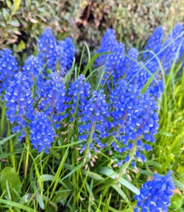 Muscari is a genus of perennial bulbous plants native to Eurasia. Most may know it by its common name grape hyacinth. Muscari appears as spikes of dense urn-shaped flowers resembling bunches of grapes in shades of blue.