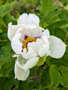 This tree peony is called 'White Lotus.' When fully open, its flowers can be up to seven inches wide and each flower held high above its bold green foliage.
