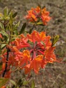 I wanted to keep similar colors together. These beautiful bold orange azaleas are at one end of the grove. Azaleas prefer morning sun and afternoon shade, or filtered light. Hot all-day sun can stress the plants and make them more susceptible to pests.
