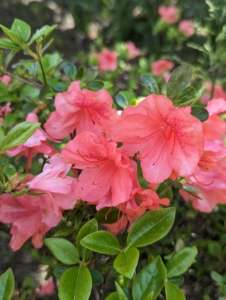 Azalea petal shapes vary greatly. They range from narrow to triangular to overlapping rounded petals. They can also be flat, wavy, or ruffled.