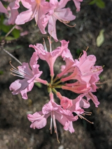 Azaleas thrive in moist, well-drained soils high in organic matter. They benefit greatly from a few inches of acidic mulch applied around the base to protect the roots and help conserve moisture.