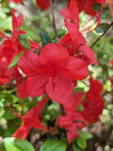Although azaleas are resistant to many pests and diseases, they are susceptible to some problems, including bark scale, petal blight, powdery mildew, and a leaf disease called azalea gall. I am fortunate that all my azaleas have always remained healthy and beautiful.