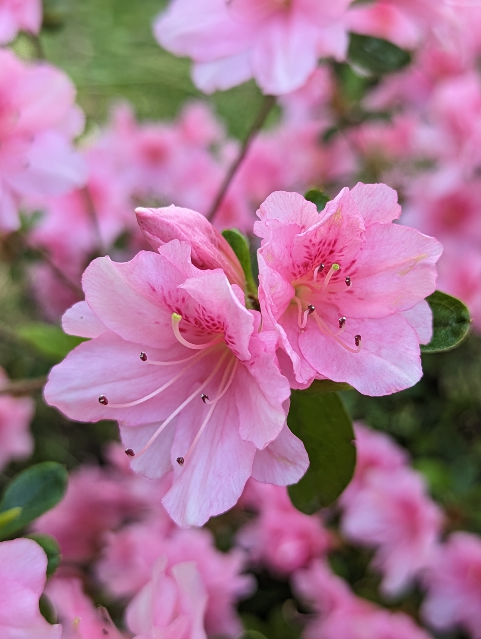 My Azaleas Are Blooming The Martha Stewart Blog
