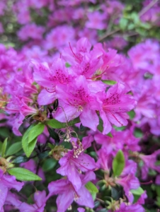 Azalea flowers can be single, hose-in-hose, double, or double hose-in-hose, depending on the number of petals.