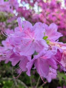 Prune azaleas after they bloom to remove tall, lanky growth or vigorous suckers that detract from the overall form and shape of the plant.