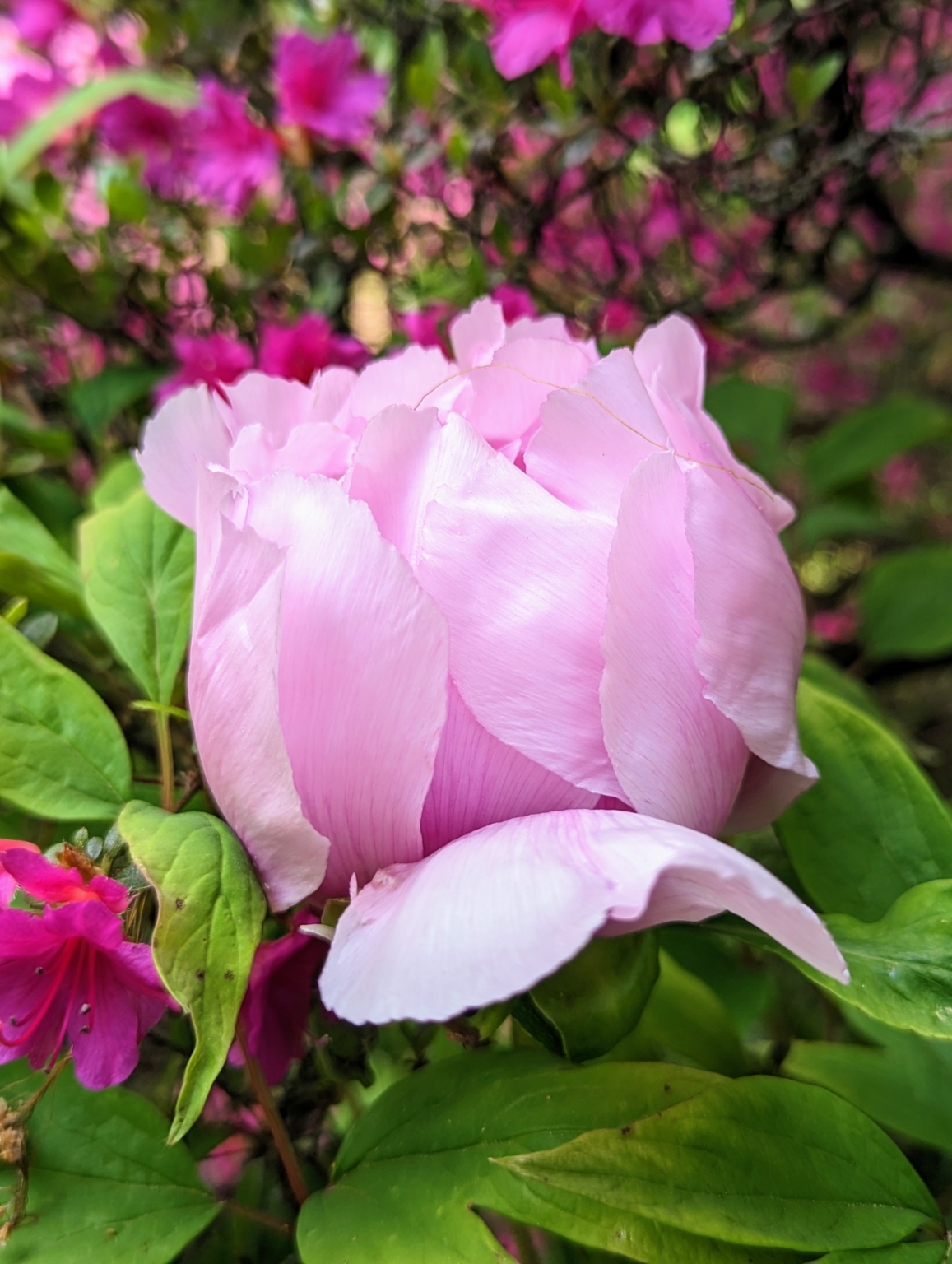 My Tree Peonies are Blooming The Martha Stewart Blog